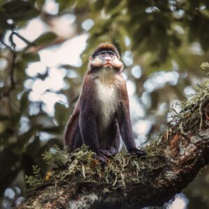 12 Days Wild Heart Of Uganda Safari