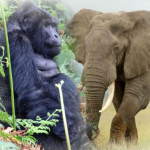 Primates Plains and Peaks 9 Days Uganda Wildlife Odyssey
