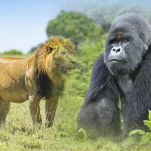 6 Days Walking Silver Backs and Wildlife Safari