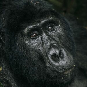 3Days Gorilla Trekking Safari Uganda