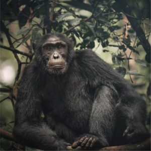 8Days Best of Ugandan Apes Safari