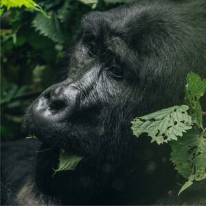 4 Days Double Gorilla Trekking Safari Uganda