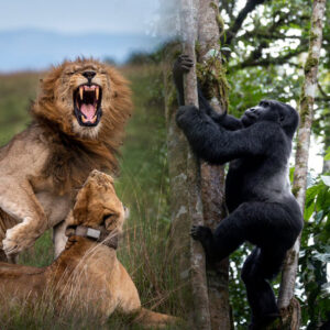 5-Days Wild Wonders And Gorilla Encounters Budget Safari