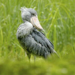 Wings and Lenses 7Days Birding and Photography Safari in Uganda