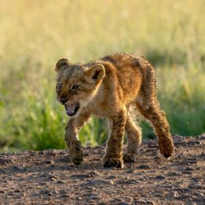 Northern Treasures of Kenya 8Days Midrange Safari Adventure