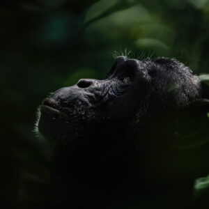 The Great African Primate Expedition 11Days by Road